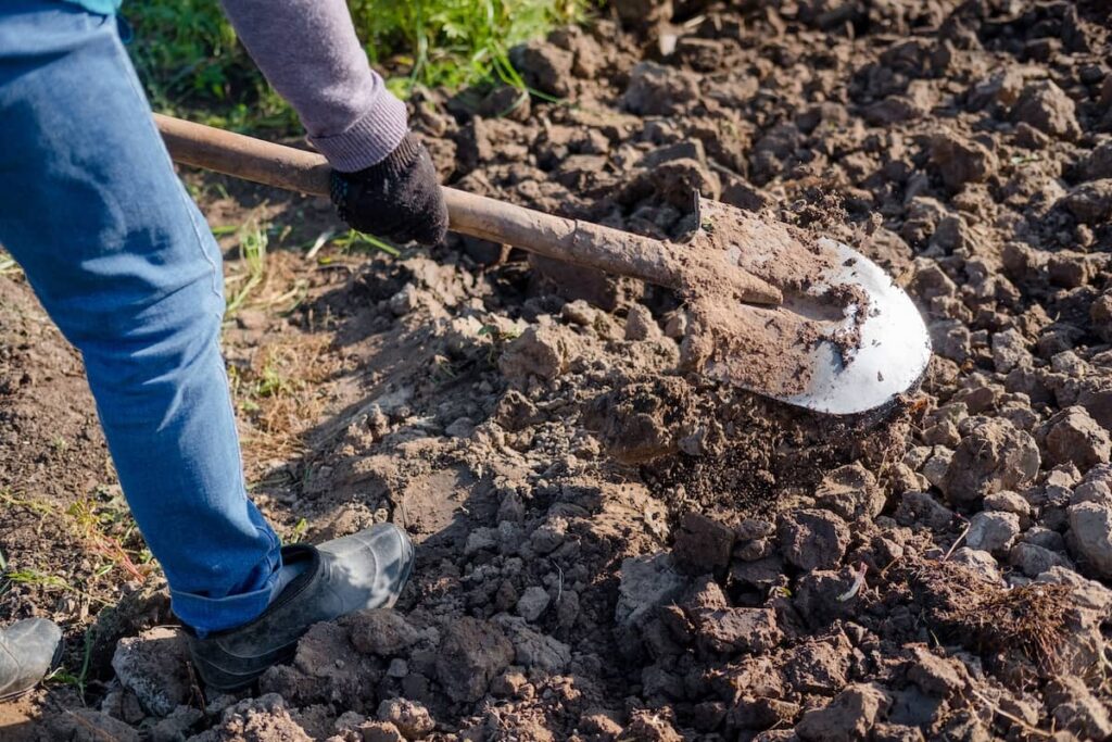 Professionelle Rollrasenverlegung auf sorgfältig vorbereitetem Gartenboden mit gelockerter Erdschicht und gleichmäßigem, frischem Rasensoden.
