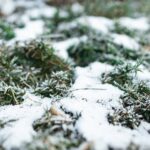 Gelbe Flecken im Rasen nach dem Winter? Daran liegt es und so beheben Sie das Problem