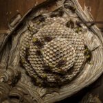 Wespennest mit Wespen auf grauem Holz, zeigt hexagonale Wabenkammer und Insekten beim Nestbau